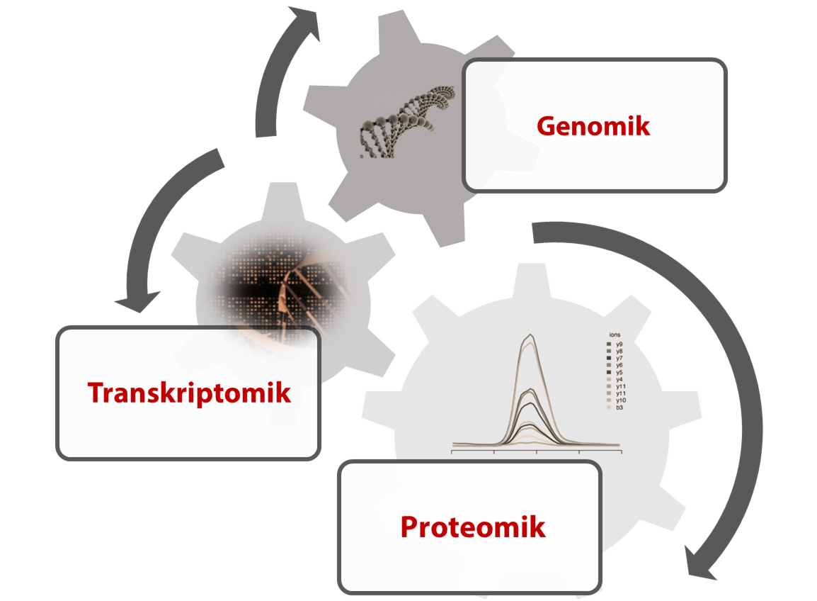 Department of Functional Genomics - Faculty - University of Greifswald