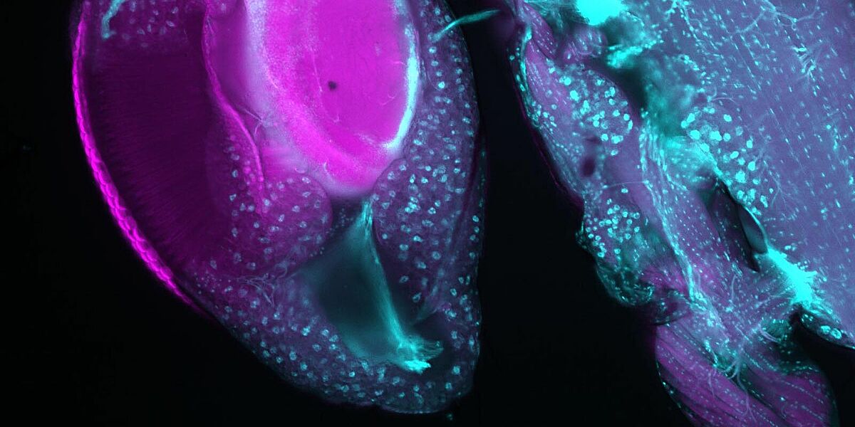 Fluorezenzaufnahme Drosophila Auge ©Steffen_Harzsch